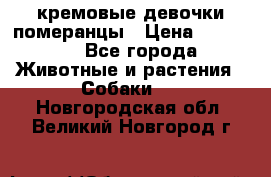 кремовые девочки померанцы › Цена ­ 30 000 - Все города Животные и растения » Собаки   . Новгородская обл.,Великий Новгород г.